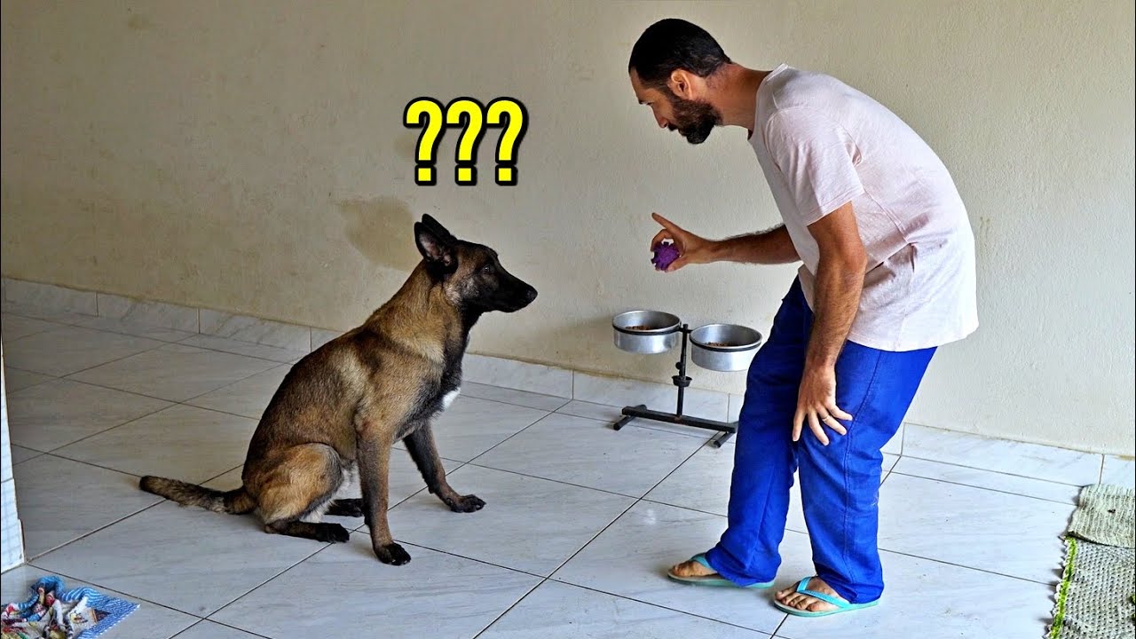 Atitudes importantes para seu cão te ver como um líder da matilha