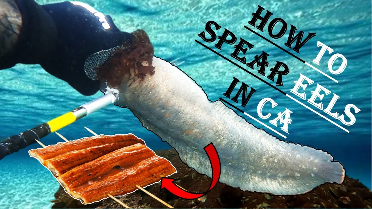 Freedive Catch & Cook: Monkeyface EEL Unagi style