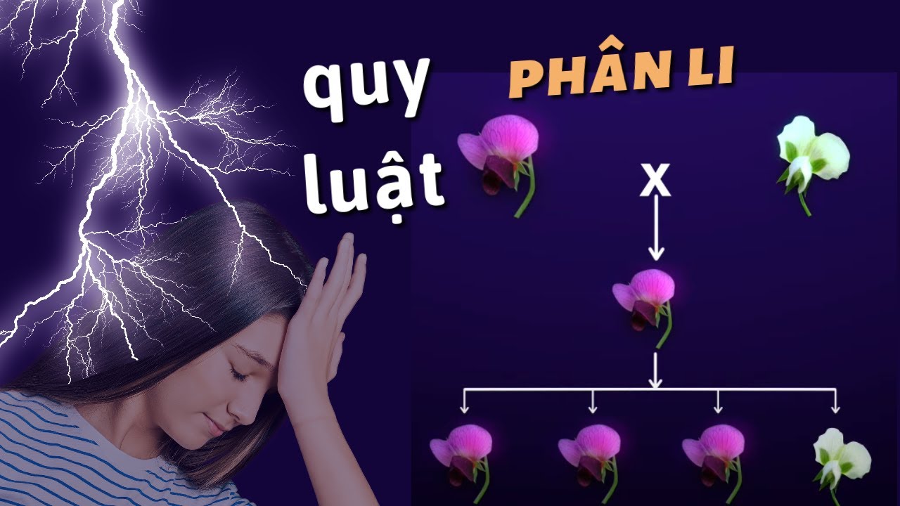 Hiểu nhanh về QUY LUẬT PH&Acirc;N LI b&agrave;i học th&uacute; vị