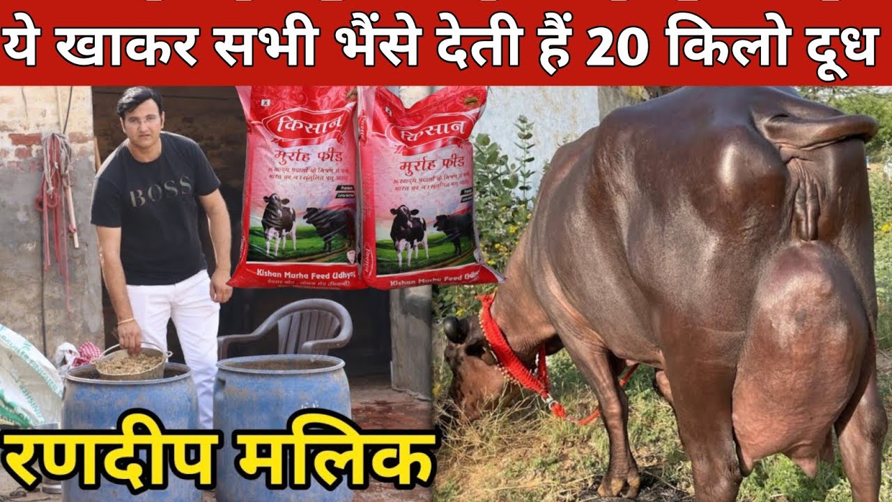 रणदीप मालिक का लाजवाब देसी फार्मूला, ऐसे लेते है सभी भैंसो से 20 किलो दूध (9588169239)