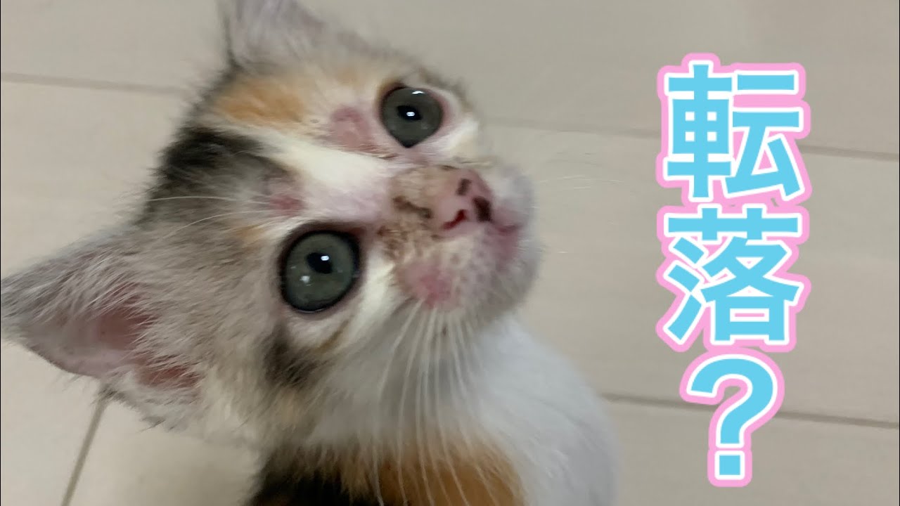 【子猫 転落】成猫との戦いの末‥  A kitten Fall
