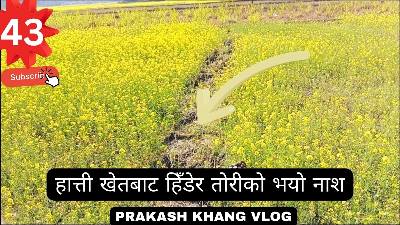 हात्ती खेतबाट हिँडेर तोरीको भयो नास 😱😱😱 #vlog #viral#elephant #trending #youtubevideo #viralvideo 