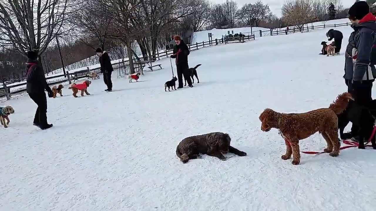 Live puppy dog park snow fun time Toronto Canada Feb 12 over 50 playing #puppy #dog #cute 
