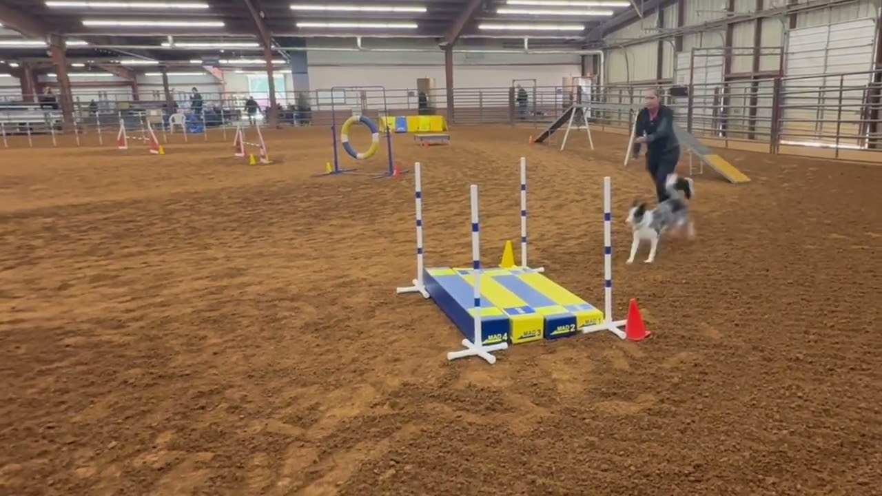 From Adolescent Dog to Ring Rockstar: Layla’s First Trial Adventure
