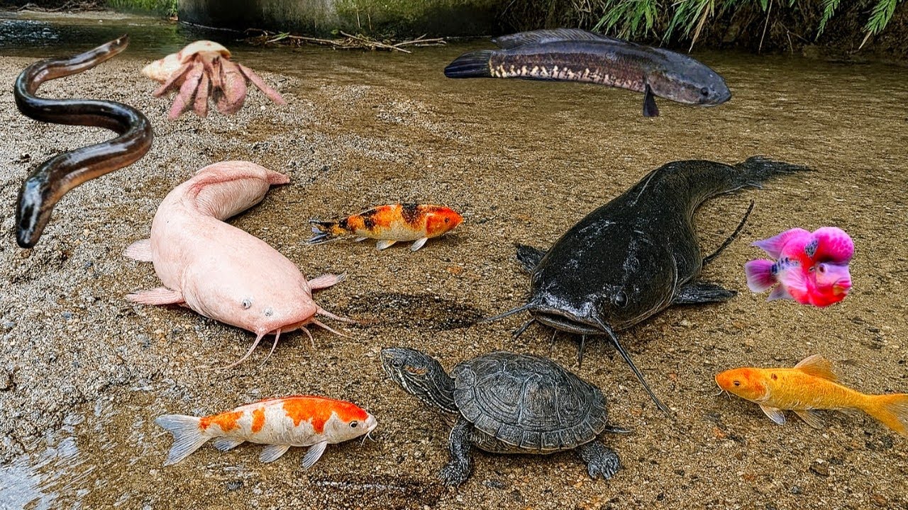 Menangkap Ikan Lele Dumbo Dalam Lubang,Ada Ikan Kecil,Ikan Koi,Ikan Cupang,Ikan Louhan,Ikan Gabus