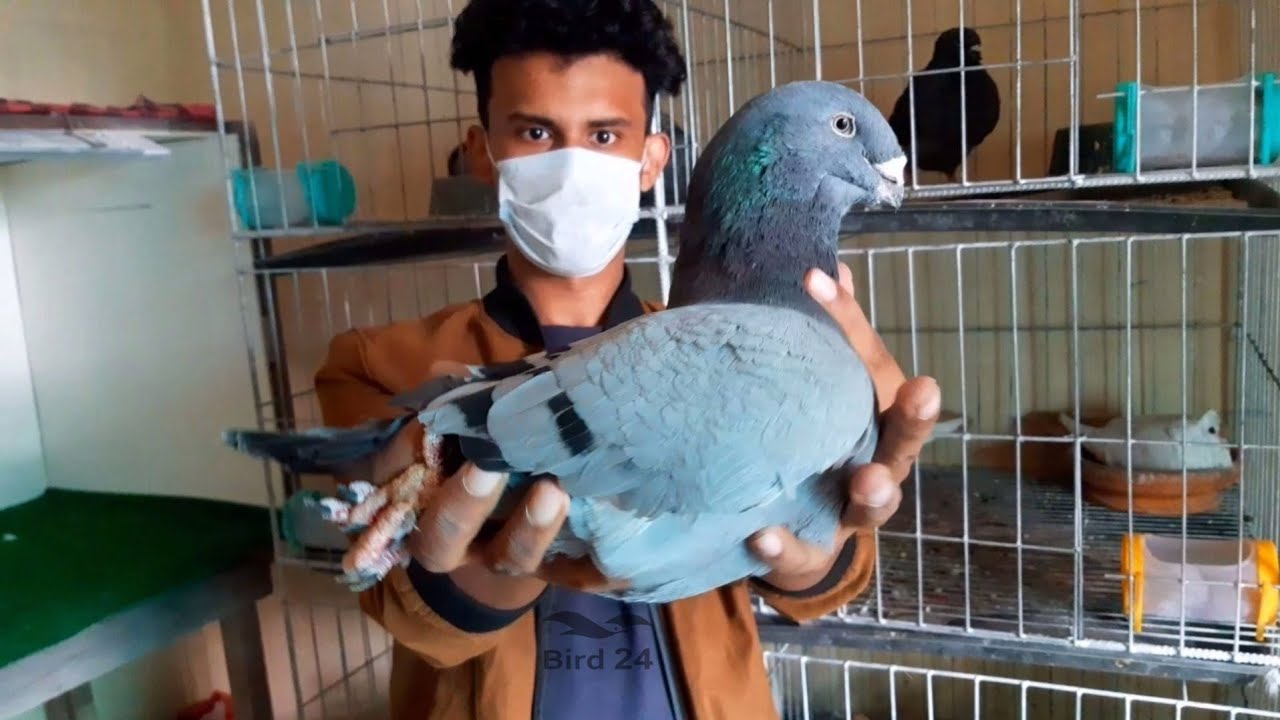 Largest Imported Fancy Pigeon Loft In Bangladesh | Amazing Pigeon Collection | Top 10 Pigeons