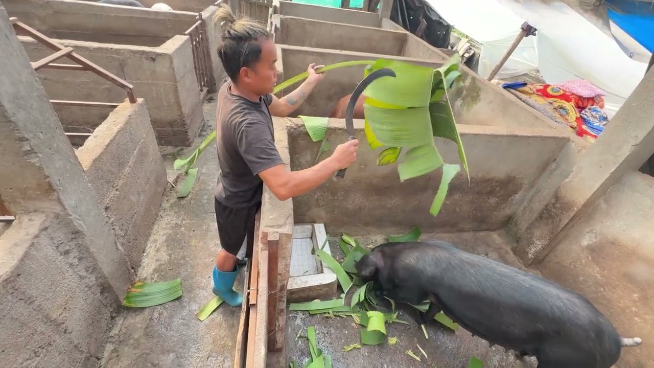 Why Feed Banana Plants to Pigs? #pasturedpigs #pigfeed केराको पत्ता सारै मज्जाले खान्छ बंगुरले😮