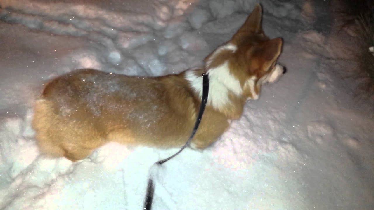 Sparkling snow corgi