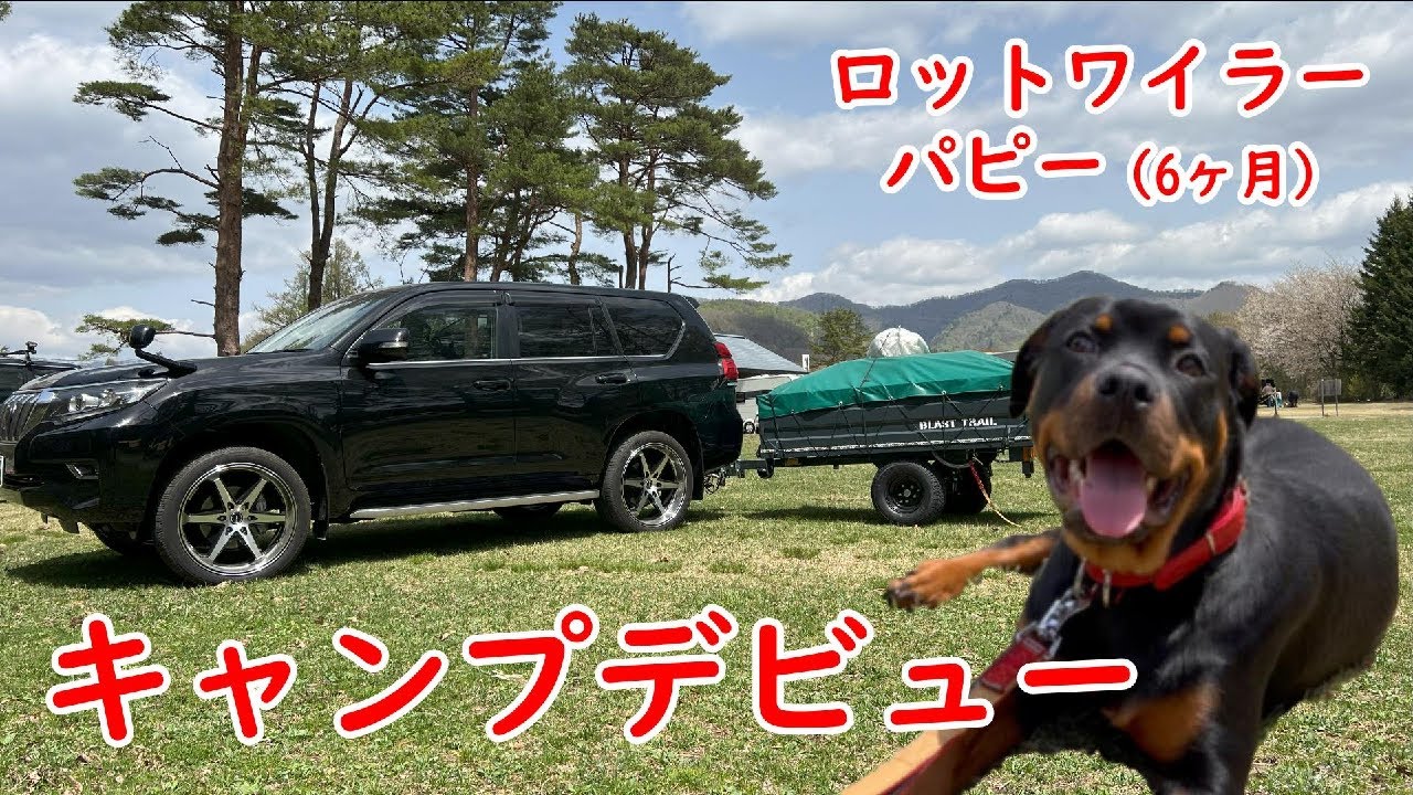 大型犬の子犬を連れてキャンプ