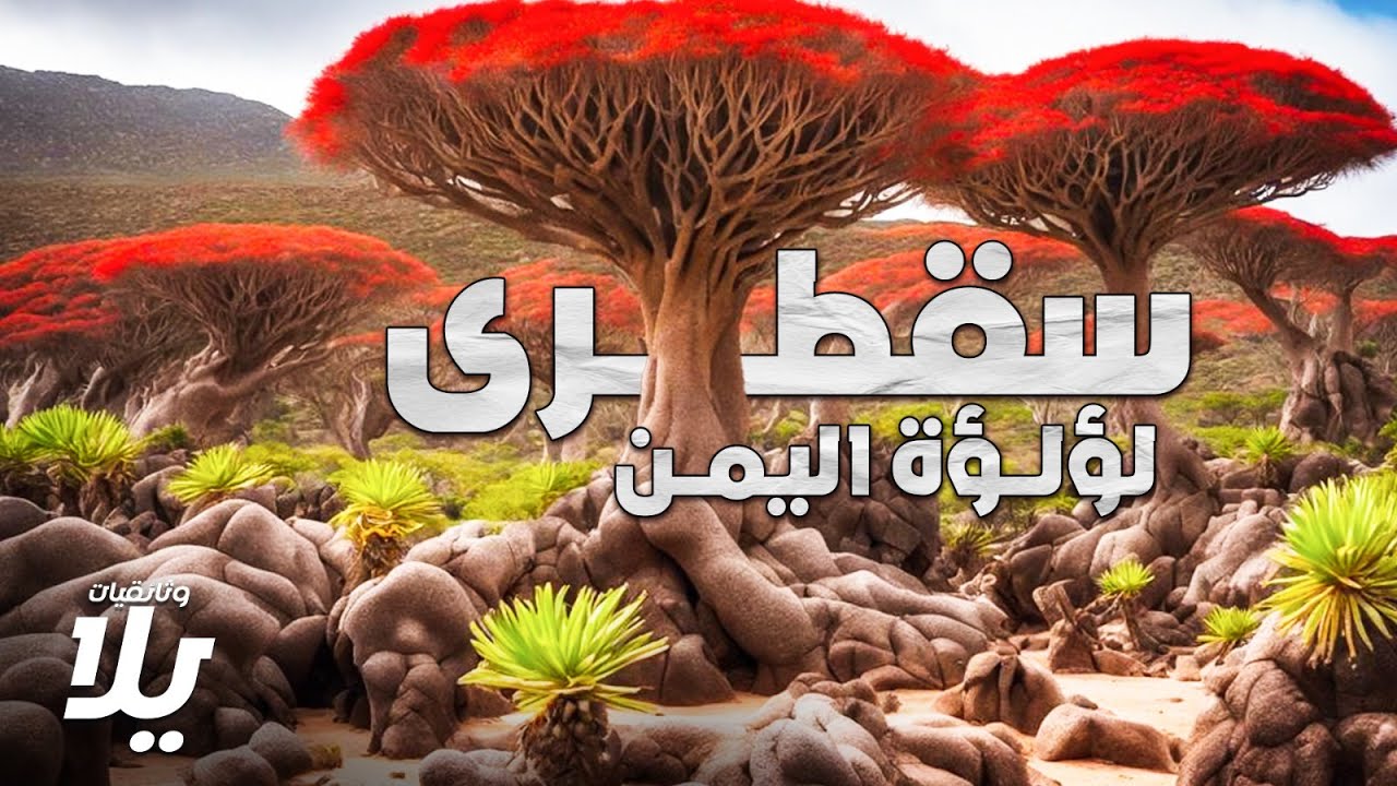 رحلة إلى سقطرى لؤلؤة اليمن وسحر أشجار التنين والمأكولات الشعبية اللذيذة