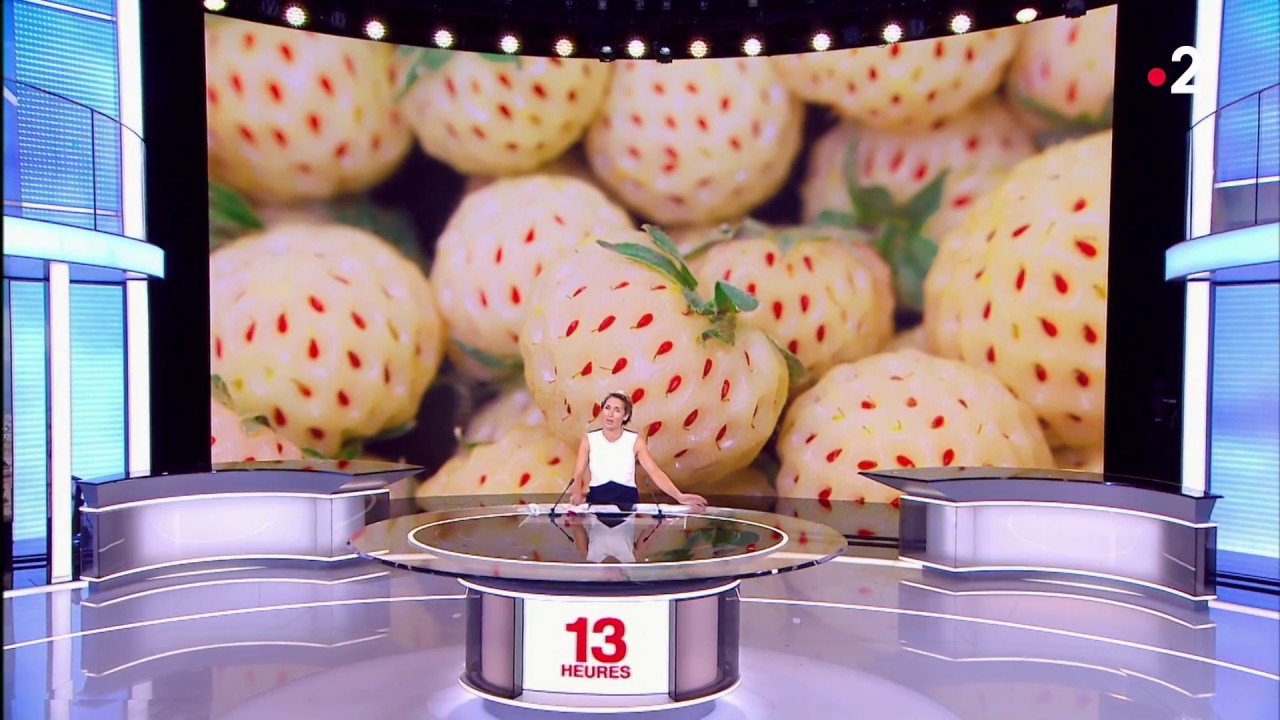 La fraise blanche, juillet 2018