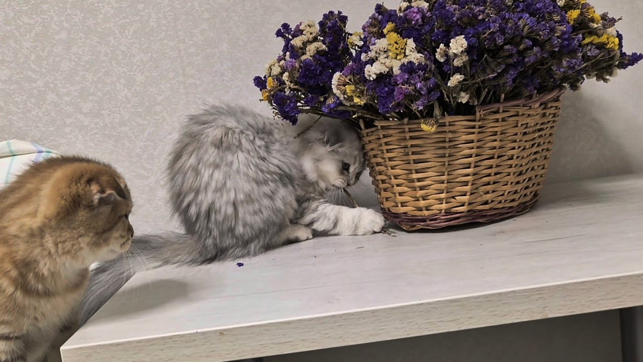 Котята и цветы 😊