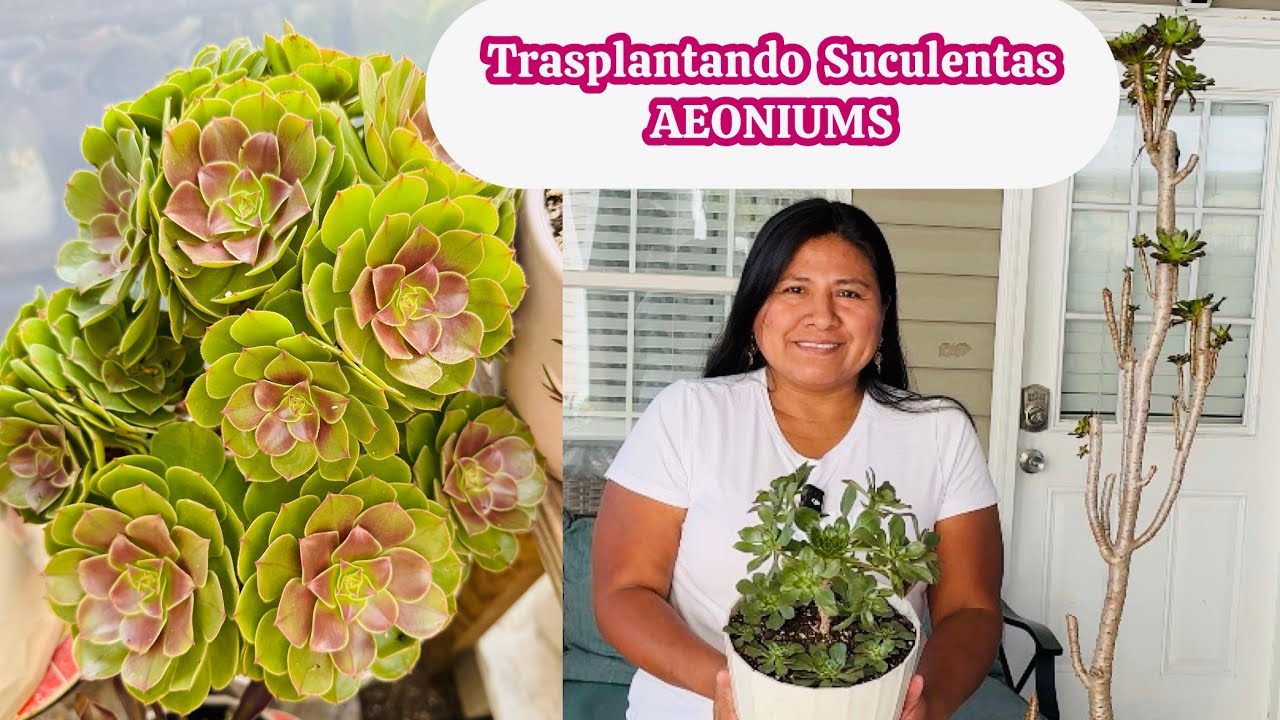 Trasplantando aeoniums debes saber el secreto de esta suculenta 