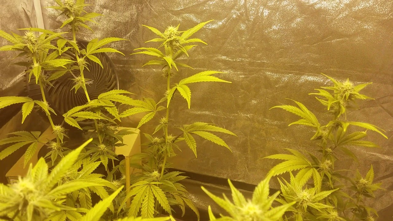 Dosido Day 18 Flower