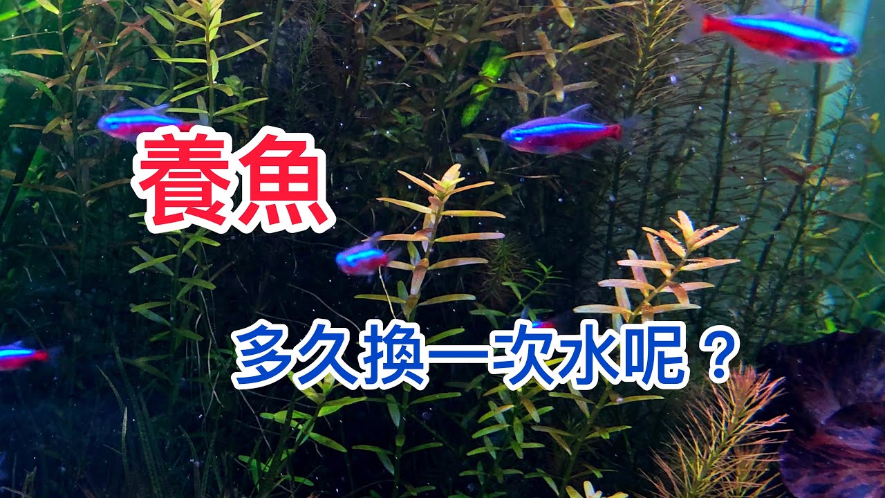 養魚 多久要換一次水呢？ 今天來聊聊換水的頻率喔