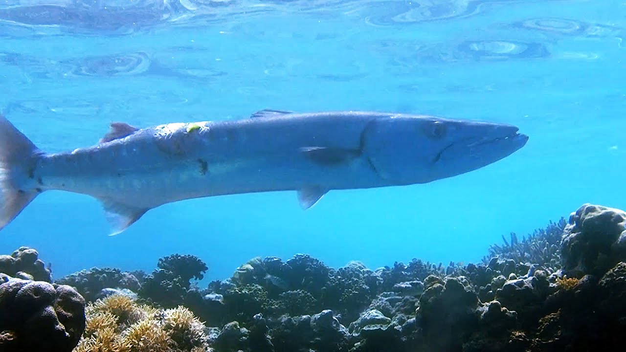 Diving at Menjangan Island part 2 - Post II