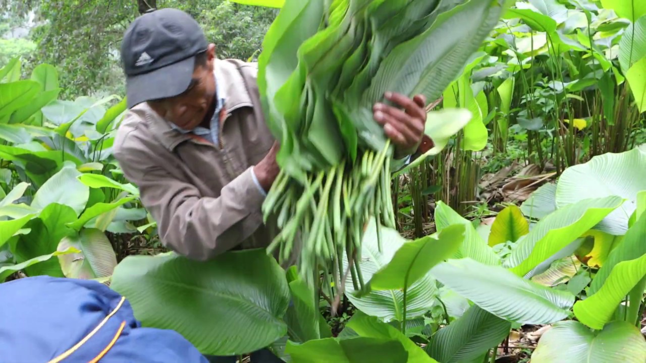 Living from the Maxán Leaf