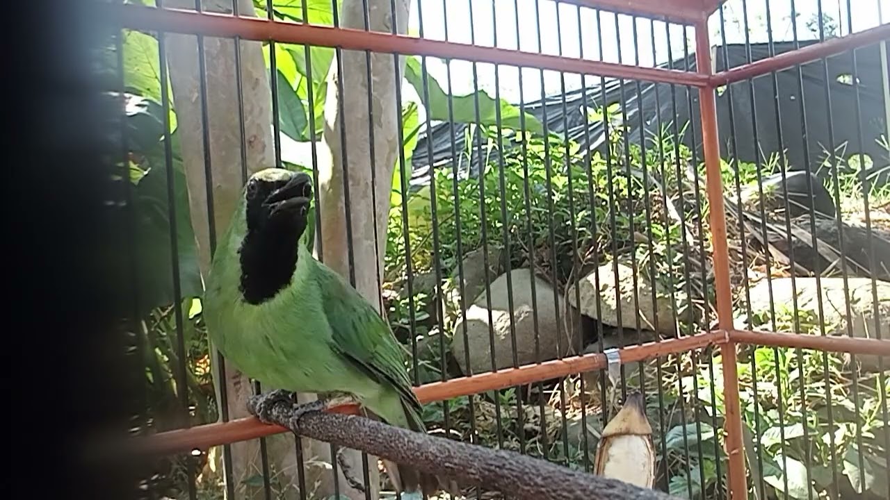 Cucak ijo Pancing Emosi dan meningkatkan kondisi. #cucakijo #kicaumania #fyp 