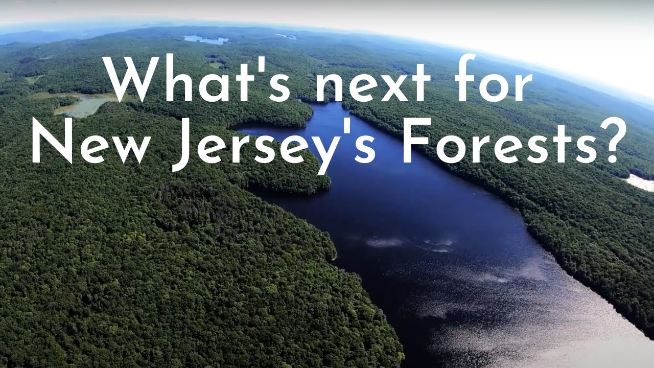 What's next for New Jersey's forests?