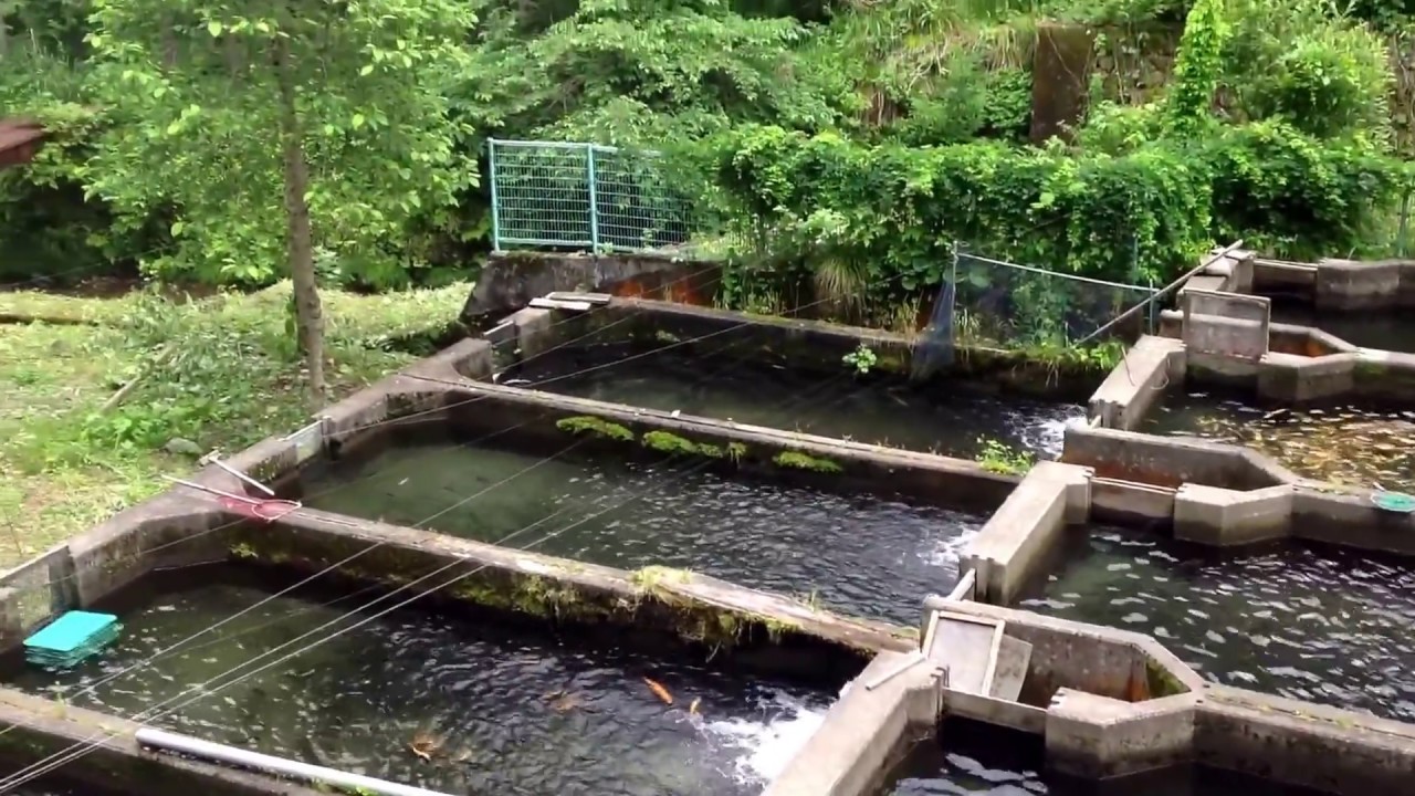 FOUNDUPS.COM: Visiting a Japanese mountain fish farm &mdash; see description