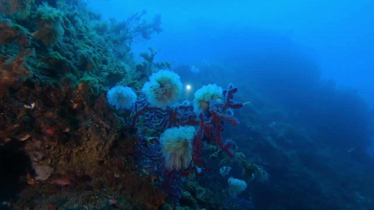 Un angolo di paradiso... immersione 