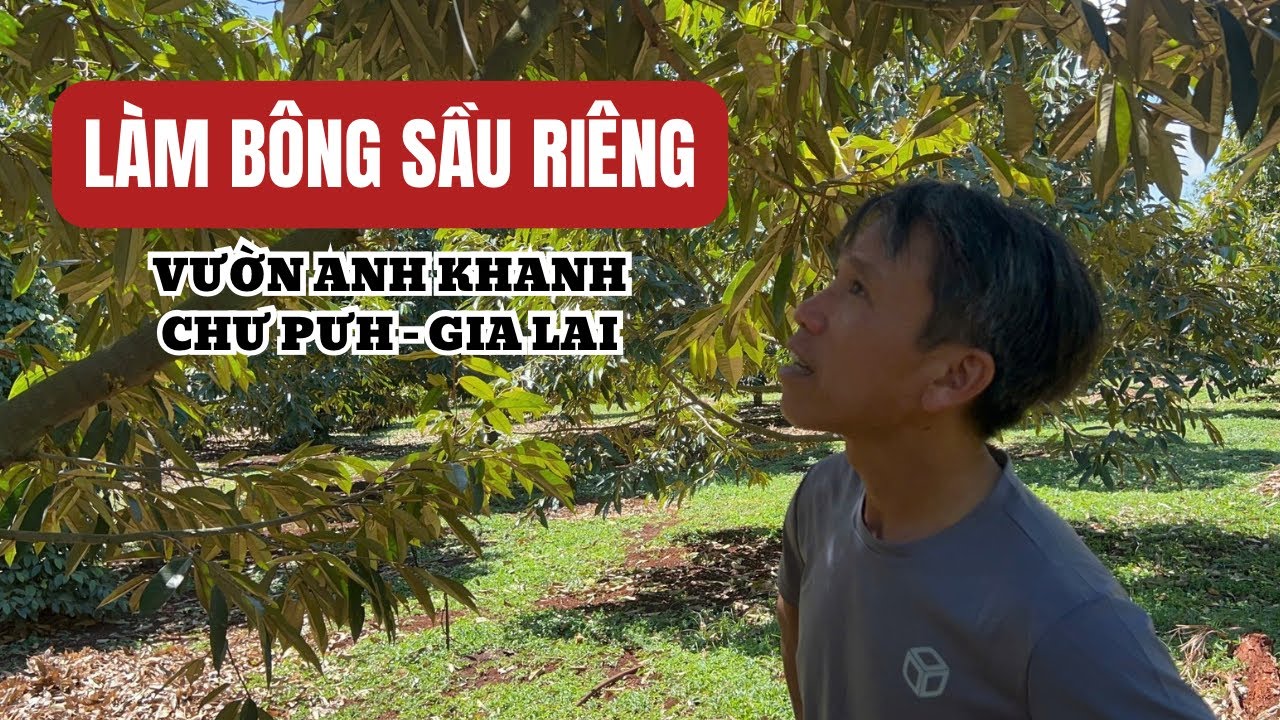 VƯỜN ANH KHANH KÉO CƠI LÁ THEO BÔNG - CHƯ PƯH, GIA LAI