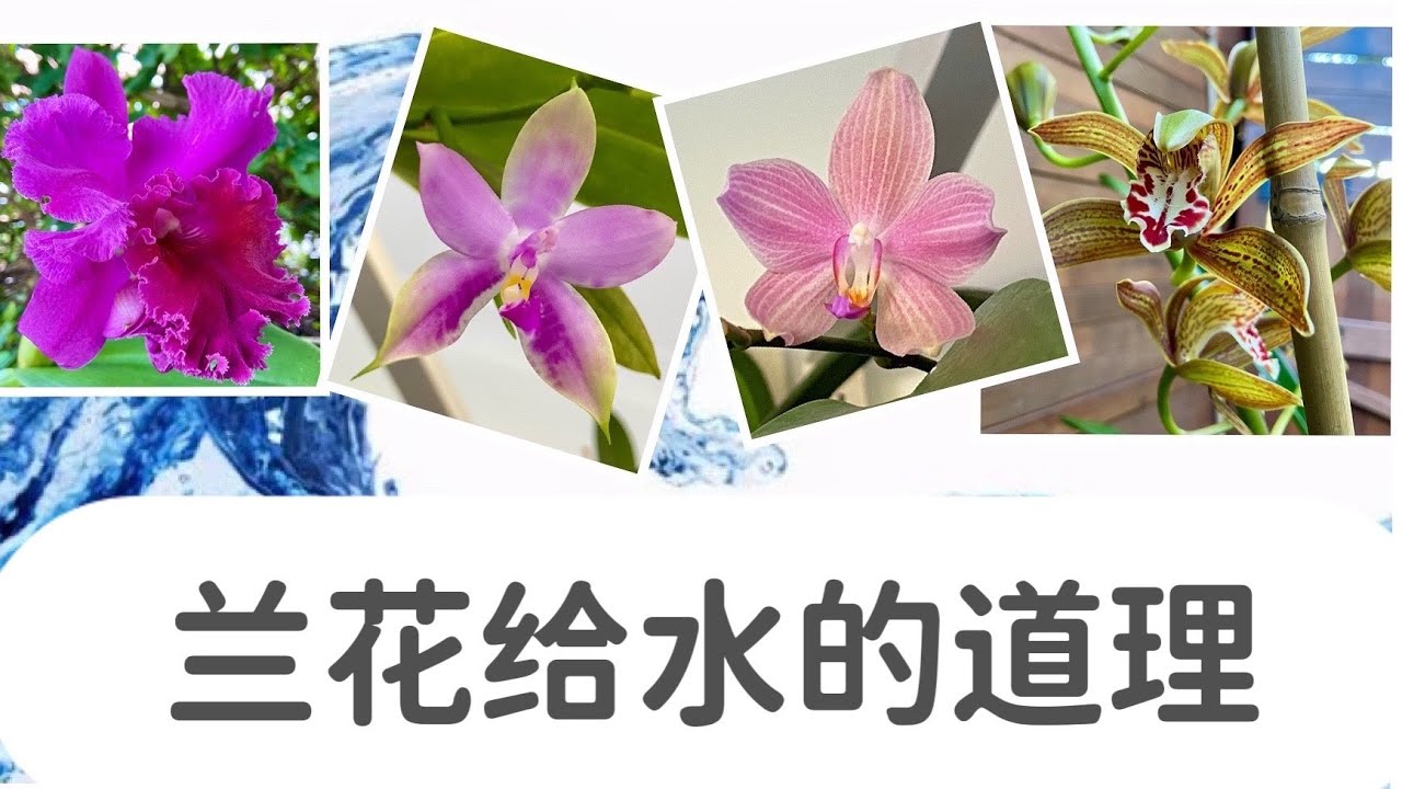 「22107」兰花给水，掌握道理，浇水不再困惑 // 静姐说花898