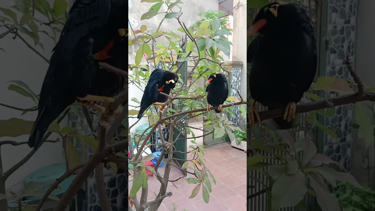 Cập nhật giá chim nhồng từ nhỏ tới lớn