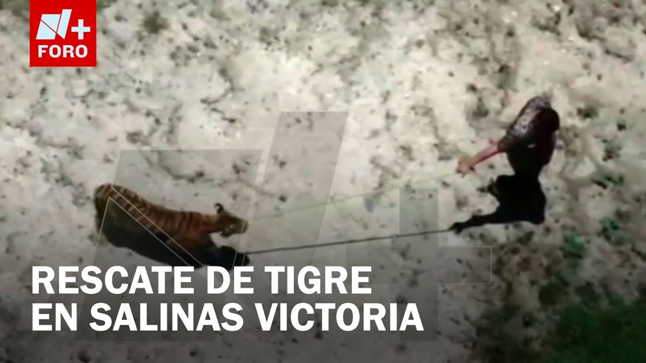 Capturaron a 'dubái', tigre de bengala en Salinas Victoria, Nuevo León - Las Noticias