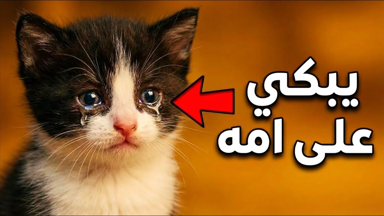 قط خطفوا أمه… وكانت آخر مرة يشوفها | قصة مؤثرة
