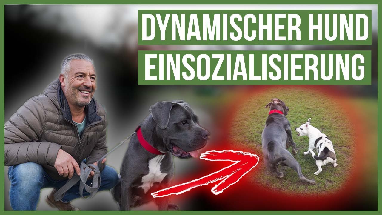 EINSOZIALISIERUNG im Revier für Hunde! ❤️ Grenzen setzen / Hündische Kommunikation
