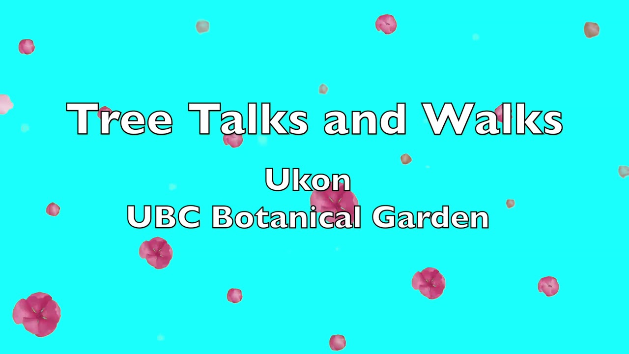 UBC Cherry Blossom Tree Talks and Walks