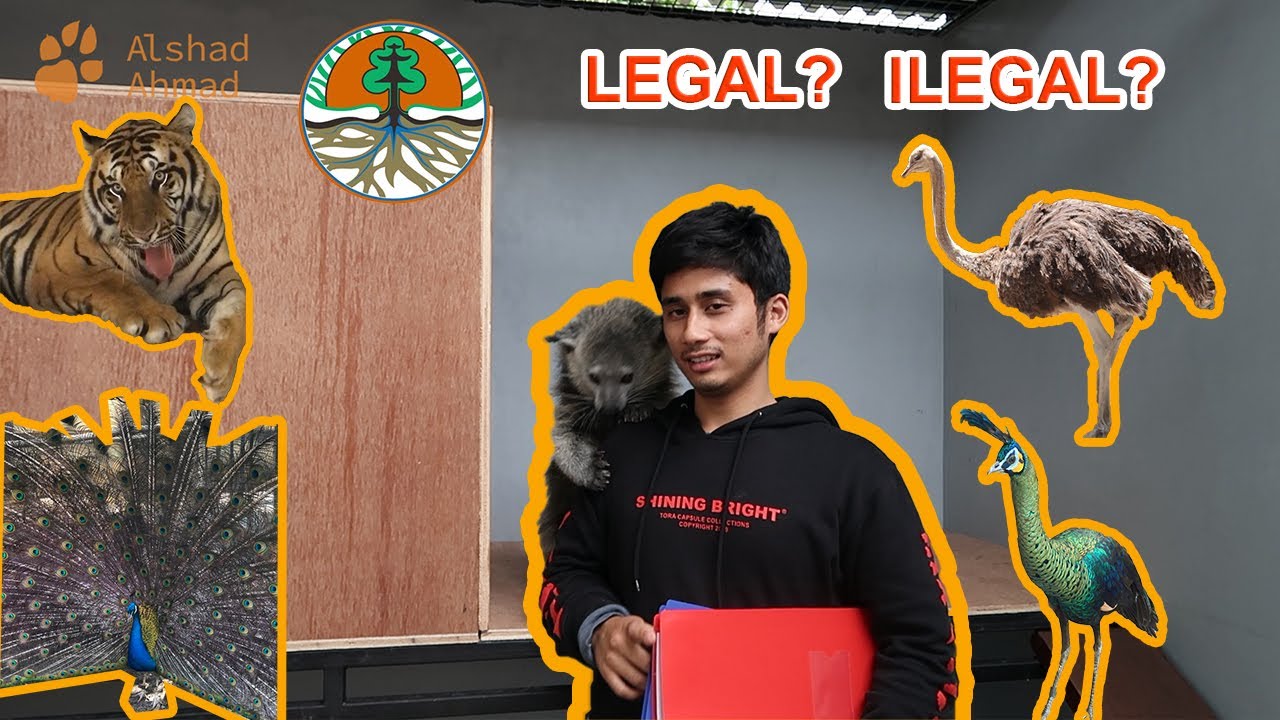 MEMPUNYAI HARIMAU BENGGALA DAN SATWA LIAR DILINDUNGI LAIN NYA, BAGAIMANA STATUS LEGALITASNYA ?