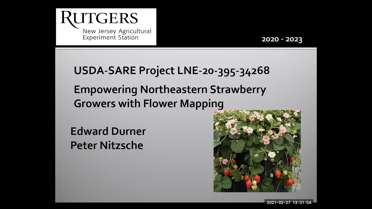 The Physiology Of The Strawberry Plant