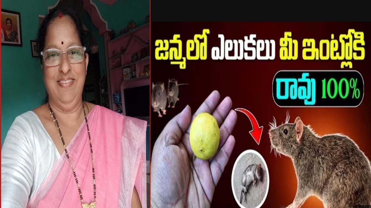 ఒక కలరా ఉండ నిమ్మకాయ ఉంటే చాలు ఎలకలు పరుగో పరుగు || తెలుగు tips & ideas subscribe 