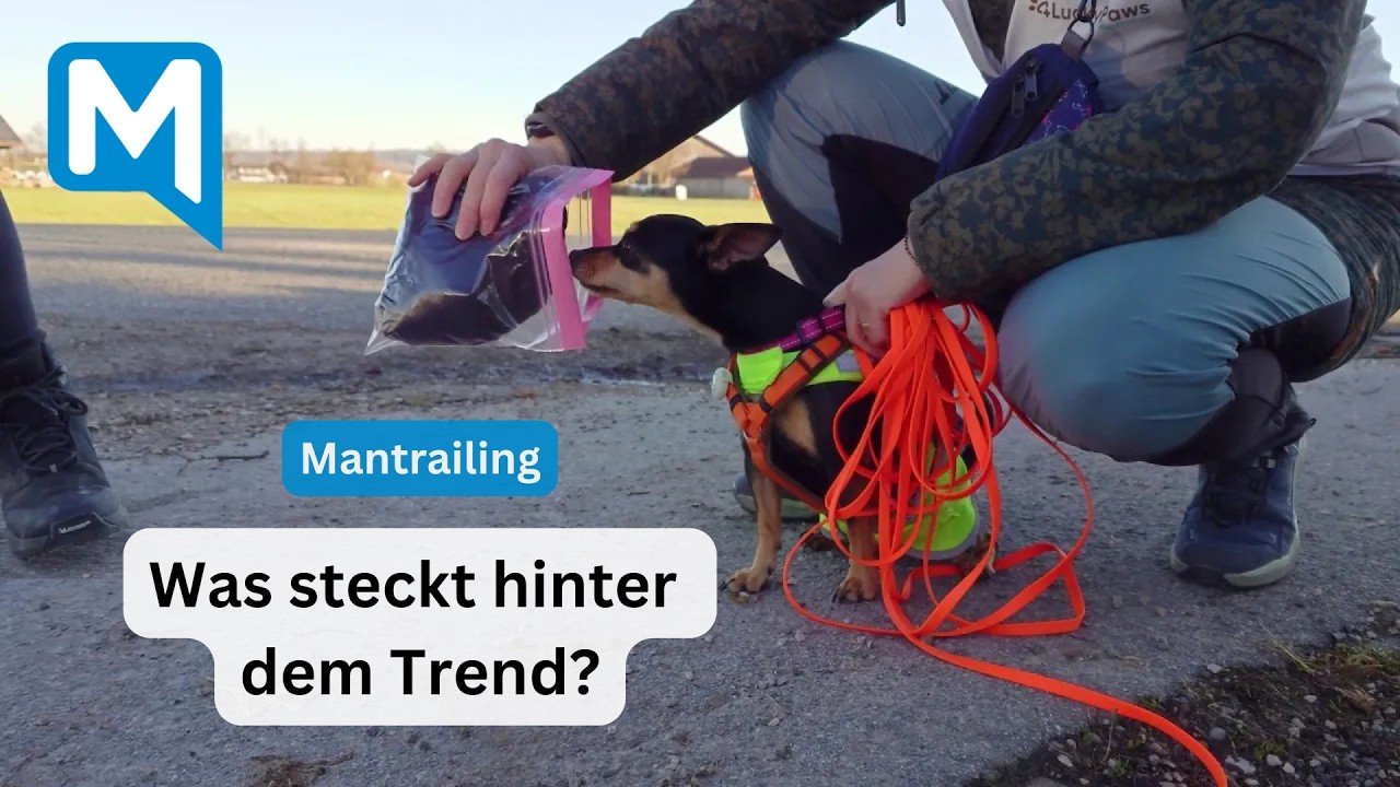 Welche Beschäftigung Hunde fast wie von selbst machen – Trainerin erklärt, warum