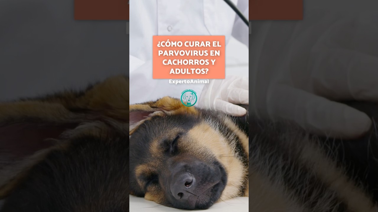 ¿Cómo curar el PARVOVIRUS en CACHORROS y ADULTOS? SÍNTOMAS 🐶💉 