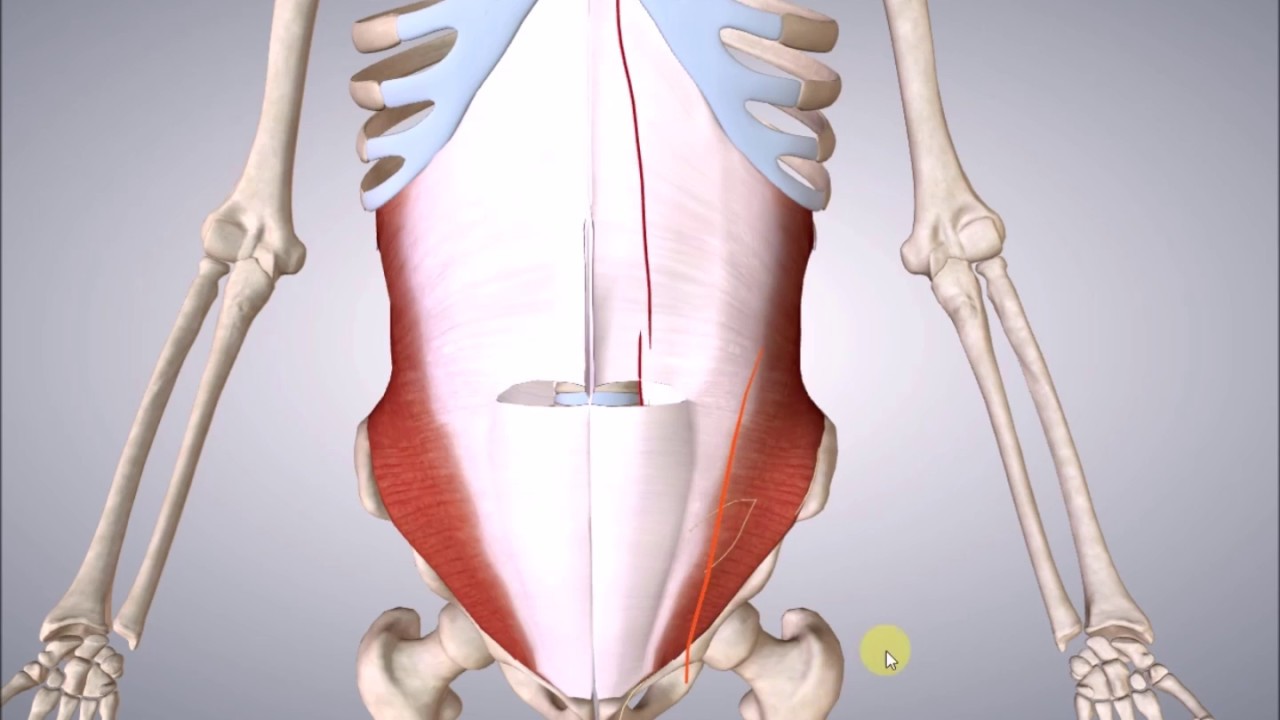 M.transversus abdominis