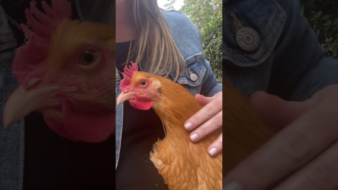 The sweetest chicken