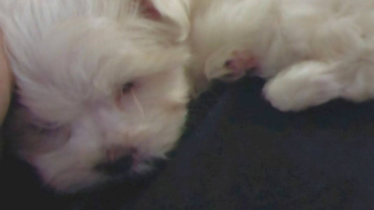 prettypuppy on my lap 2007 eppeun 