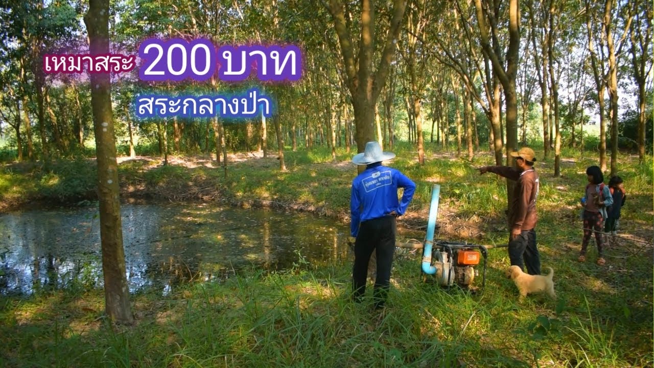 เหมาสระ 200 บาท สระเก่าเเก่ กลางป่า สระเเบบนี้มีของดีราคาเเพง / บ้านนอก EP.541