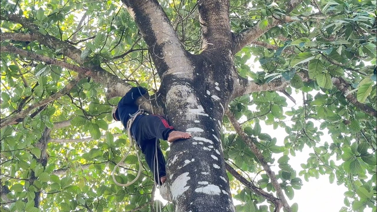 Cưa Cây Da Mít To Khổng Lồ Gần Đường Lộ 