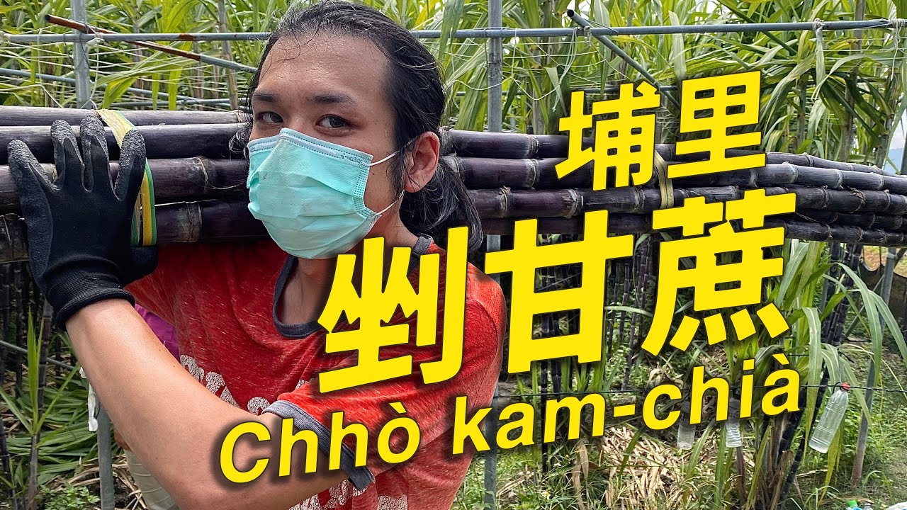 埔里剉甘蔗  Po͘-lí Chhò kam-chià
