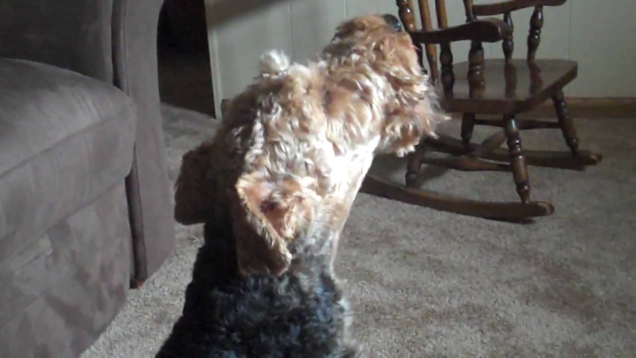 Reggie the Welsh Terrier Singing