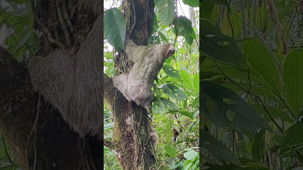 sloth rescue
