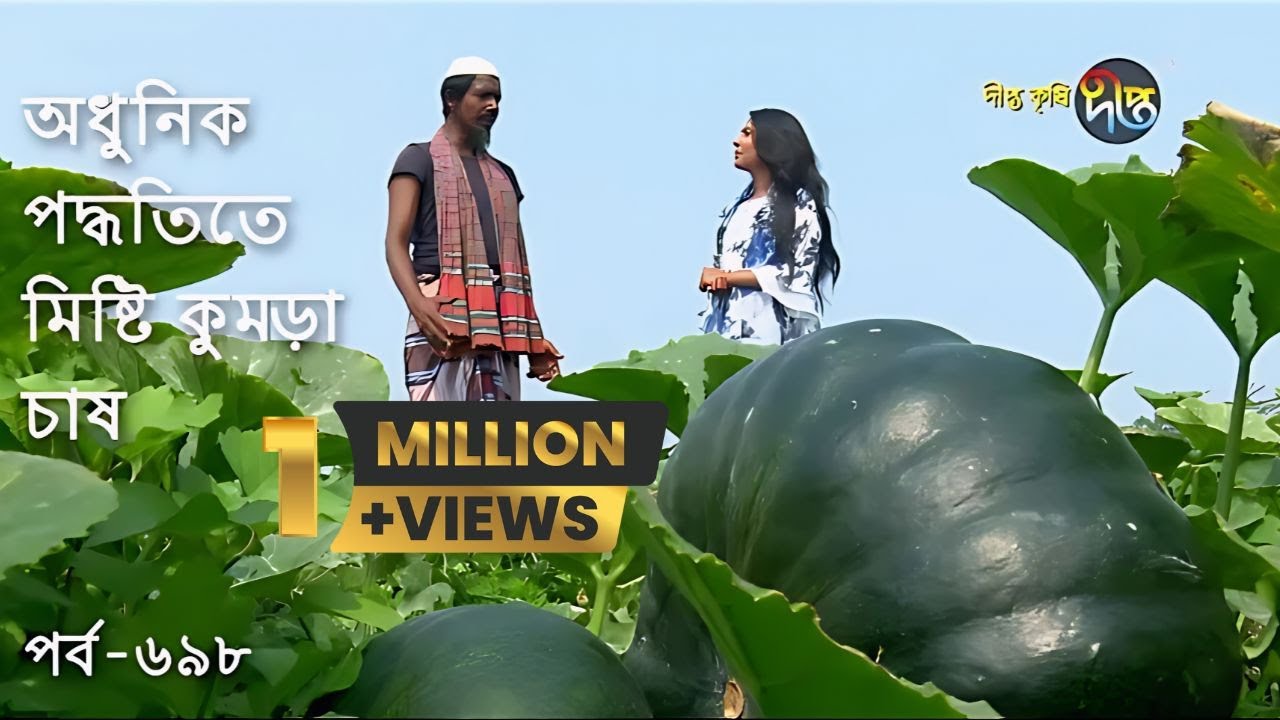 Deepto Krishi/দীপ্ত কৃষি-  আধুনিক পদ্ধতিতে মিষ্টি কুমড়া চাষ | পিরোজপুর | deepto tv