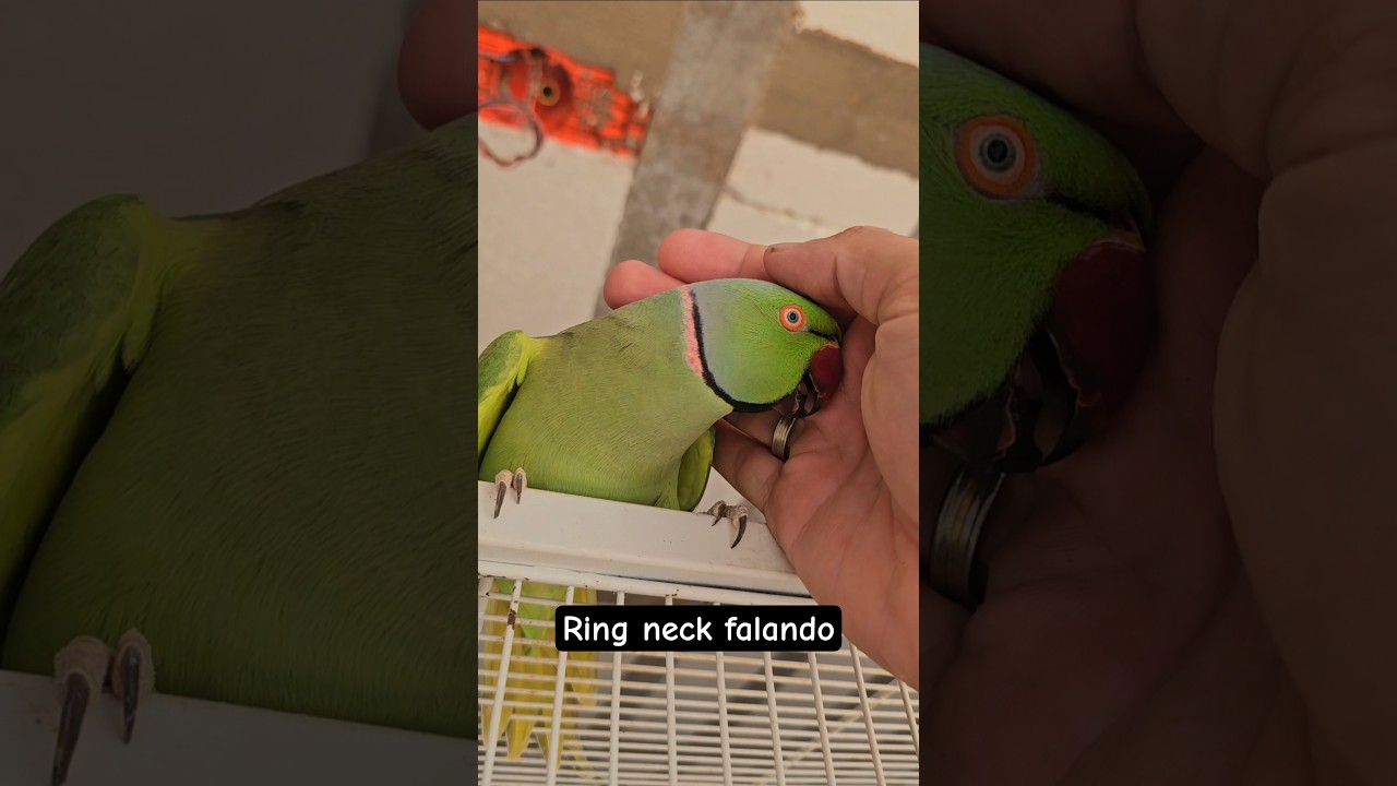 Ring Neck falando  #ringneck #ringneckparrot #calopsita #papagaio #bird #ave #parrot