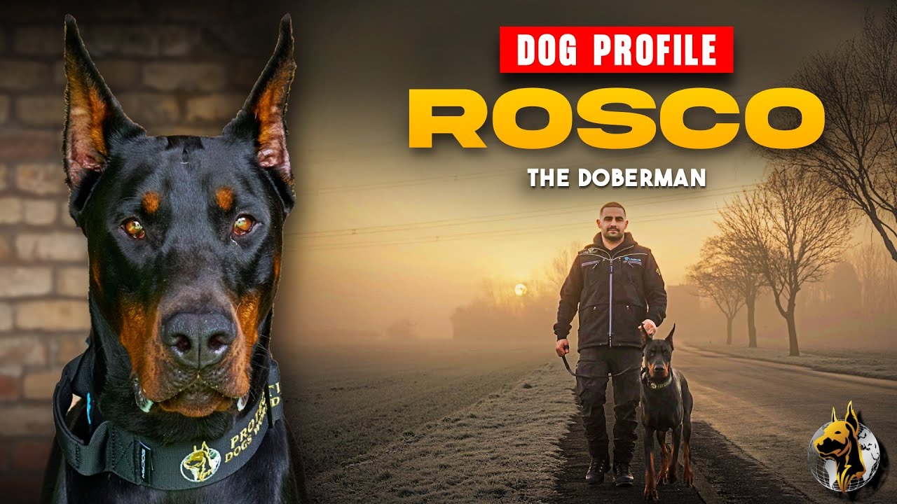 Rosco the Doberman - Family Protection Dog