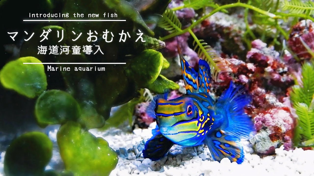 リフジウム水槽にマンダリンさんお迎え！海道河童設置❀海水魚水槽 マリンアクアリウム