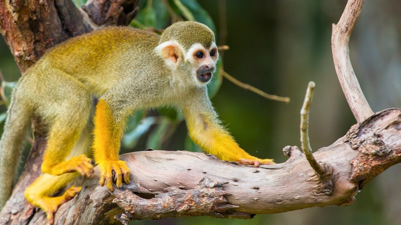 Fascinating Facts About Squirrel Monkeys: Nature's Playful Pranksters!
